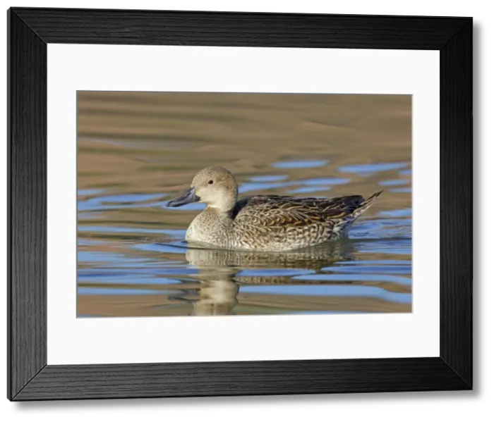 Framed Print : Picture No. 10885328 Framed Print : Picture No. 10885328