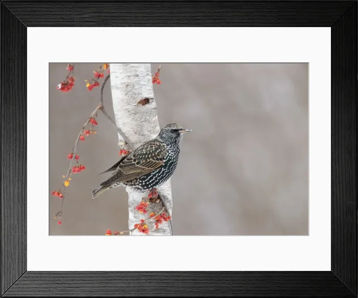 Framed Print : Picture No. 10885371 Framed Print : Picture No. 10885371