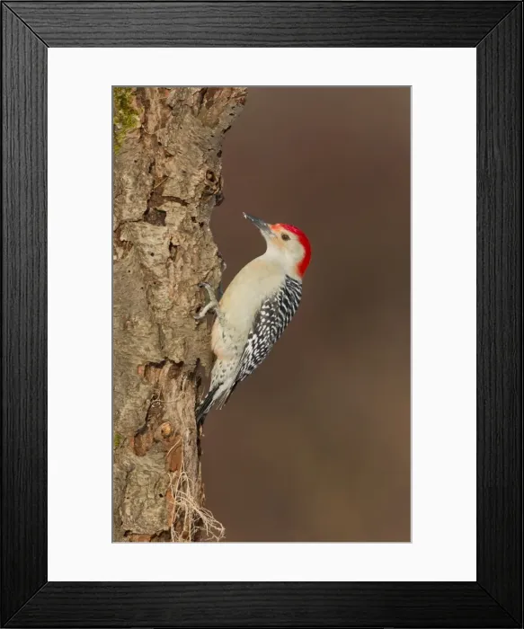Framed Print : Picture No. 10885347 Framed Print : Picture No. 10885347