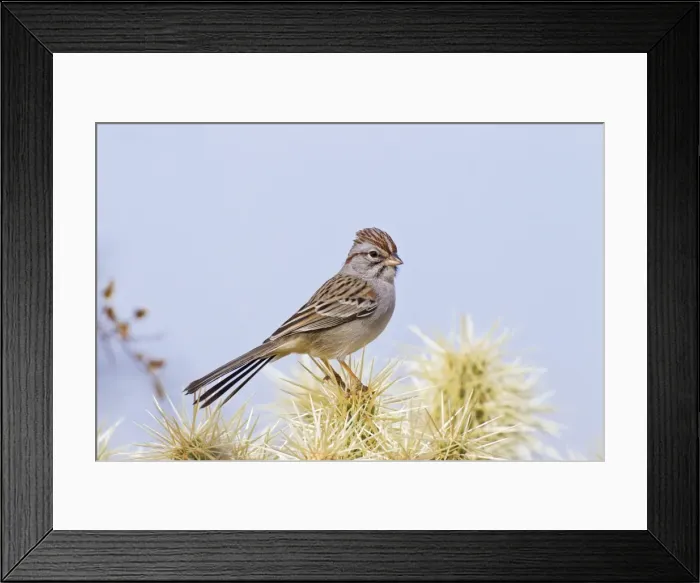 Framed Print : Picture No. 10885358 Framed Print : Picture No. 10885358
