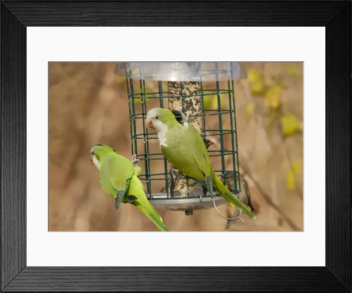 Framed Print : Picture No. 10885319 Framed Print : Picture No. 10885319