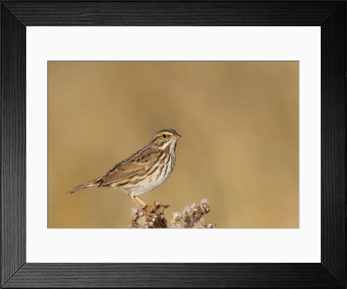 Framed Print : Picture No. 10885363 Framed Print : Picture No. 10885363