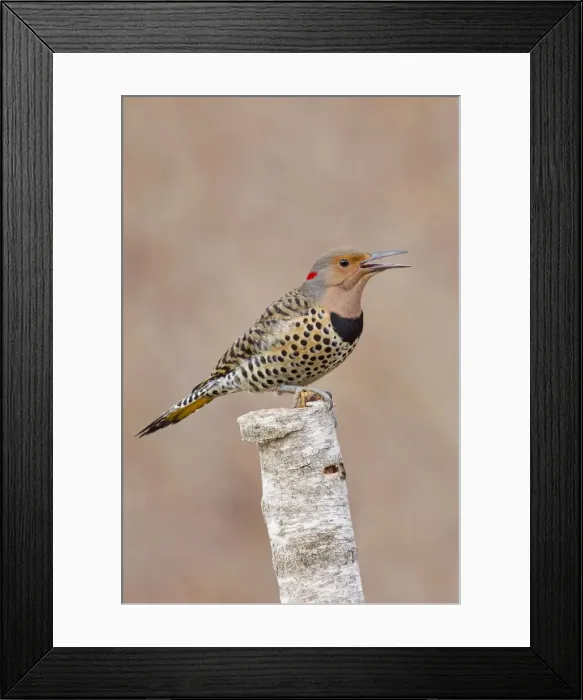 Framed Print : Picture No. 10885322 Framed Print : Picture No. 10885322