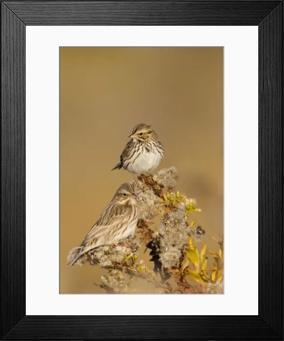 Framed Print : Picture No. 10885362 Framed Print : Picture No. 10885362