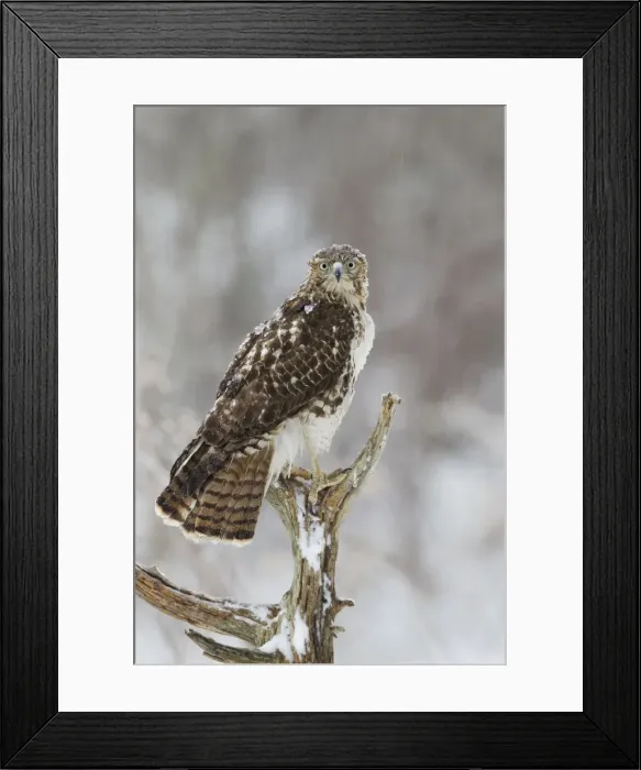 Framed Print : Picture No. 10885351 Framed Print : Picture No. 10885351