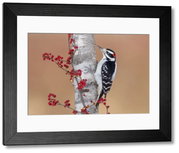 Framed Print : Picture No. 10885312 Framed Print : Picture No. 10885312