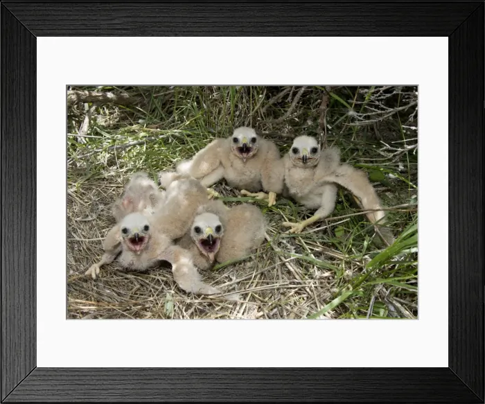 Framed Print : Picture No. 10885324 Framed Print : Picture No. 10885324