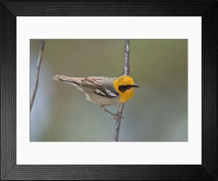 Framed Print : Picture No. 10885332 Framed Print : Picture No. 10885332