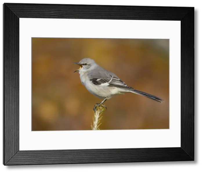 Framed Print : Picture No. 10885326 Framed Print : Picture No. 10885326
