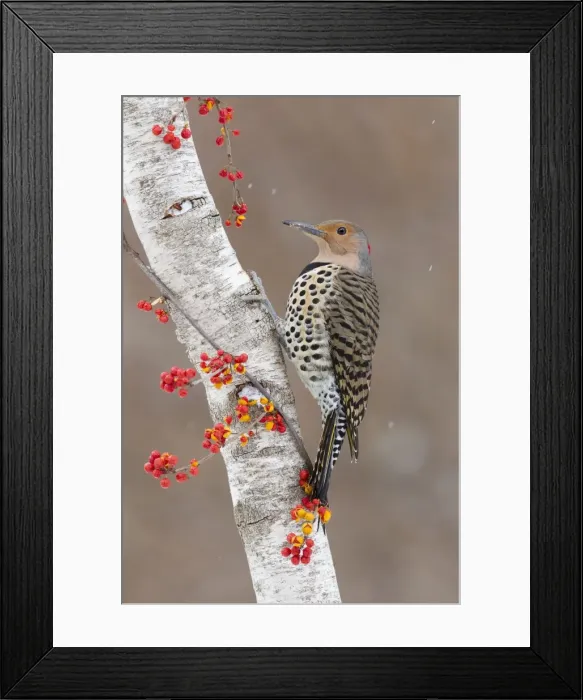Framed Print : Picture No. 10885321 Framed Print : Picture No. 10885321
