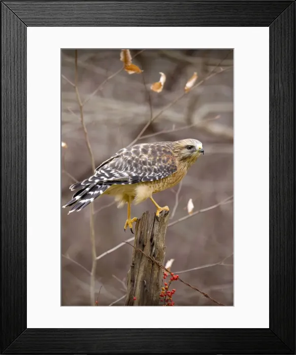 Framed Print : Picture No. 10885348 Framed Print : Picture No. 10885348