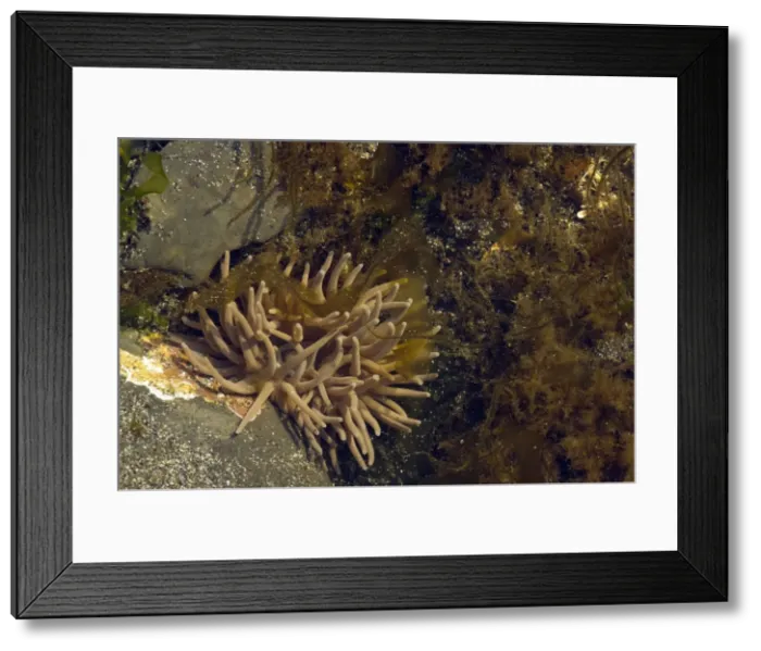 Framed Print : Picture No. 10886768 Framed Print : Picture No. 10886768