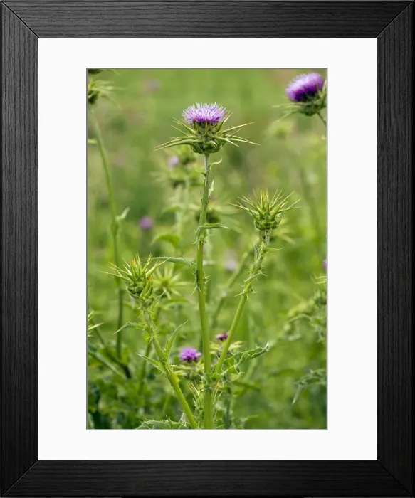 Framed Print : Picture No. 10886769
