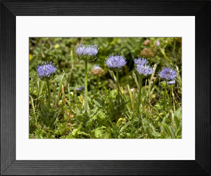Framed Print : Picture No. 10886775 Framed Print : Picture No. 10886775