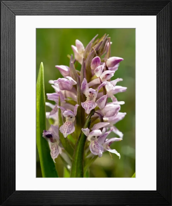 Framed Print : Picture No. 10886774 Framed Print : Picture No. 10886774