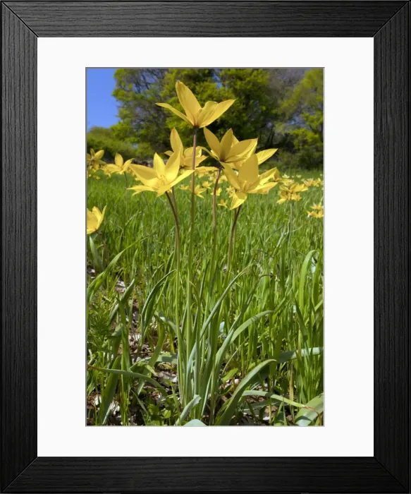 Framed Print : Picture No. 10886776 Framed Print : Picture No. 10886776