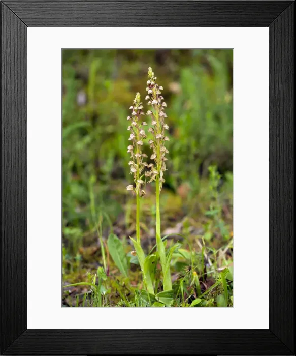 Framed Print : Picture No. 10886778 Framed Print : Picture No. 10886778