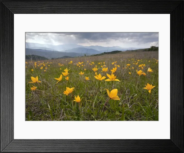 Framed Print : Picture No. 10886777 Framed Print : Picture No. 10886777