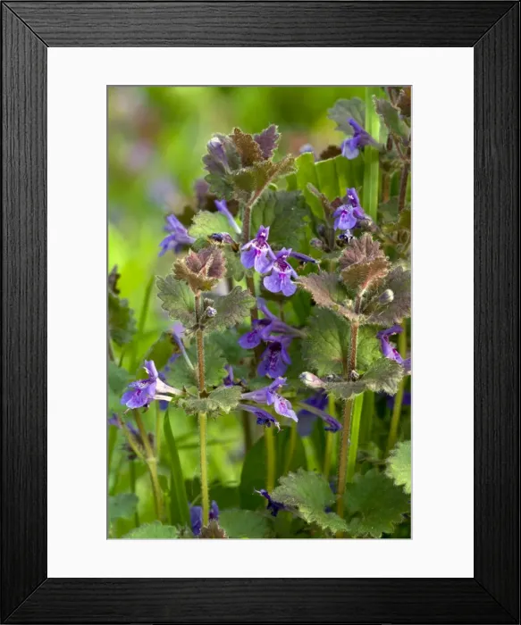 Framed Print : Picture No. 10886779 Framed Print : Picture No. 10886779