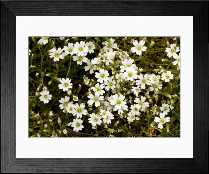 Framed Print : Picture No. 10886784 Framed Print : Picture No. 10886784