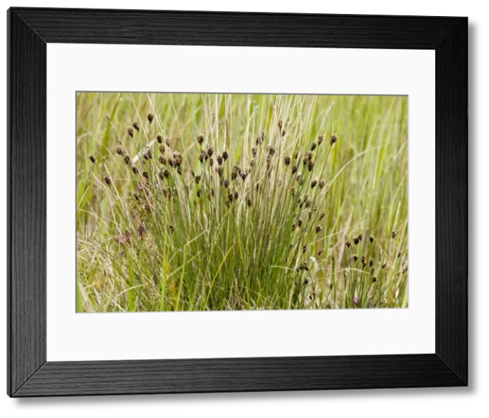 Framed Print : Picture No. 10886786 Framed Print : Picture No. 10886786