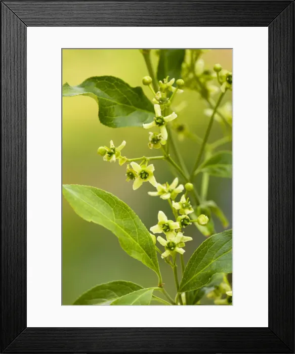 Framed Print : Picture No. 10886785 Framed Print : Picture No. 10886785