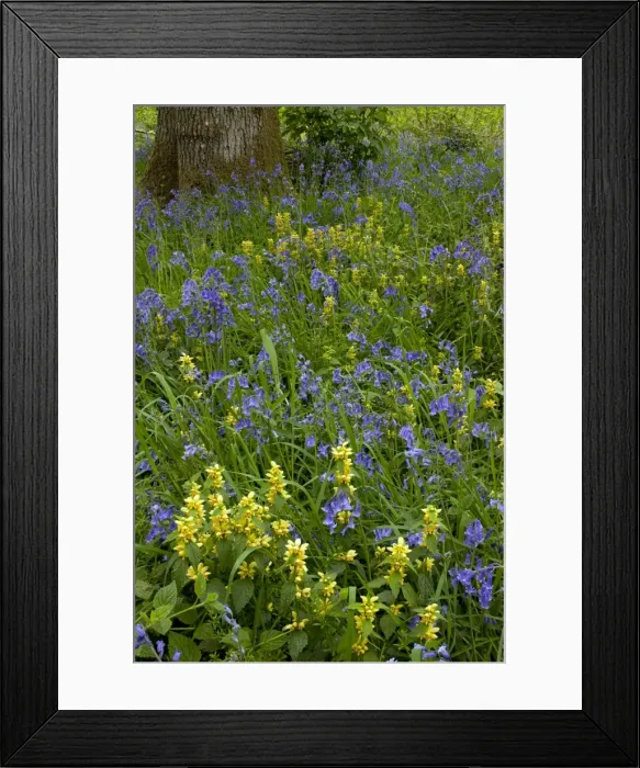 Framed Print : Picture No. 10886782 Framed Print : Picture No. 10886782