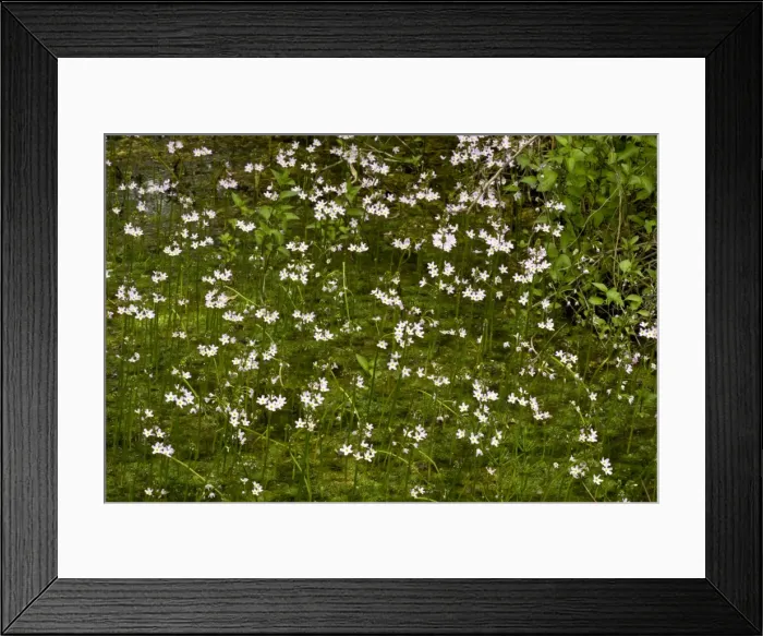 Framed Print : Picture No. 10886780 Framed Print : Picture No. 10886780