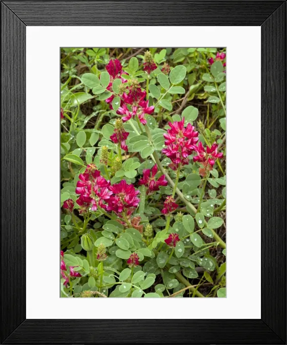 Framed Print : Picture No. 10886789 Framed Print : Picture No. 10886789