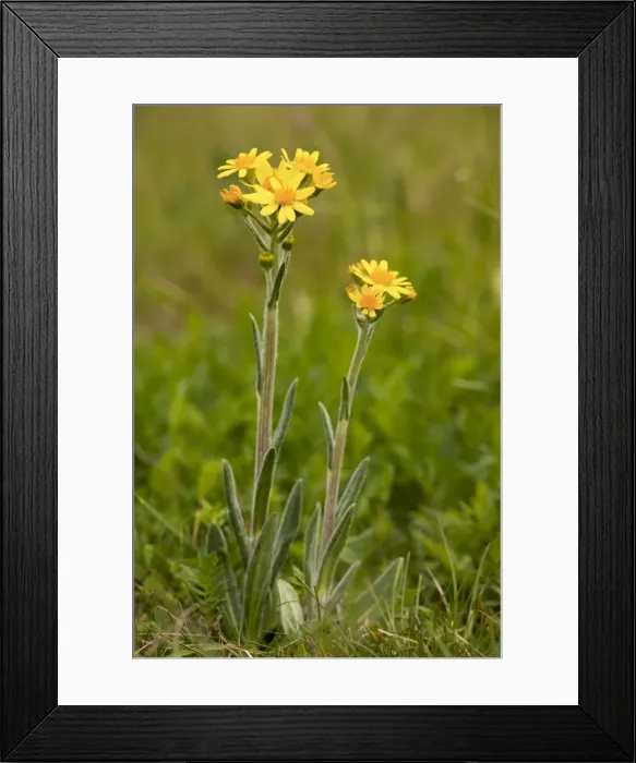 Framed Print : Picture No. 10886787 Framed Print : Picture No. 10886787