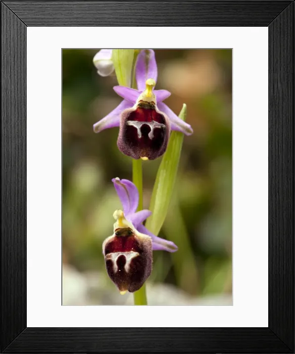 Framed Print : Picture No. 10886791 Framed Print : Picture No. 10886791