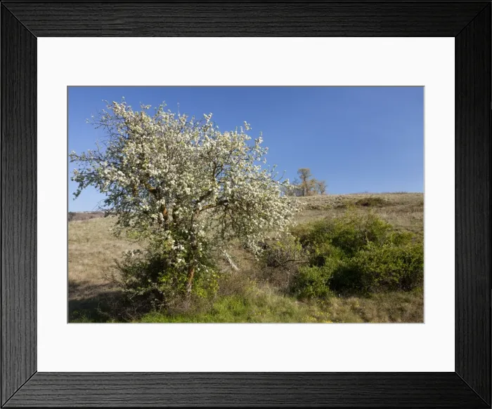 Framed Print : Picture No. 10886783 Framed Print : Picture No. 10886783