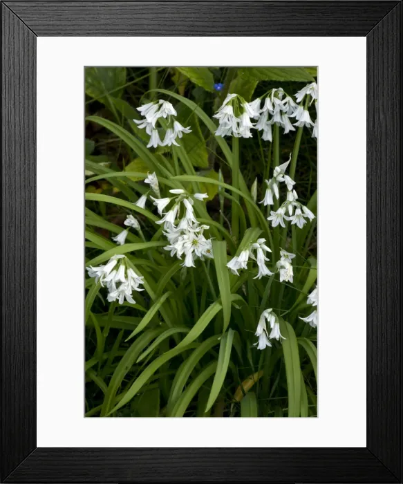 Framed Print : Picture No. 10886794 Framed Print : Picture No. 10886794