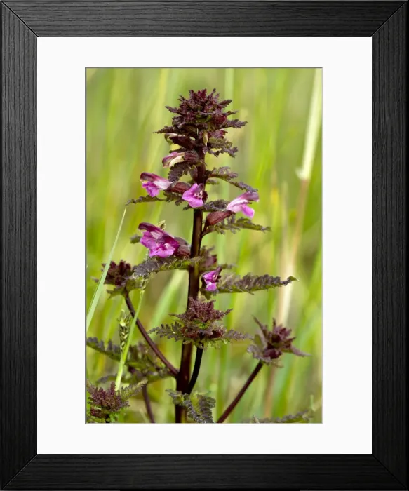 Framed Print : Picture No. 10886793 Framed Print : Picture No. 10886793