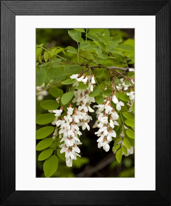 Framed Print : Picture No. 10886796 Framed Print : Picture No. 10886796