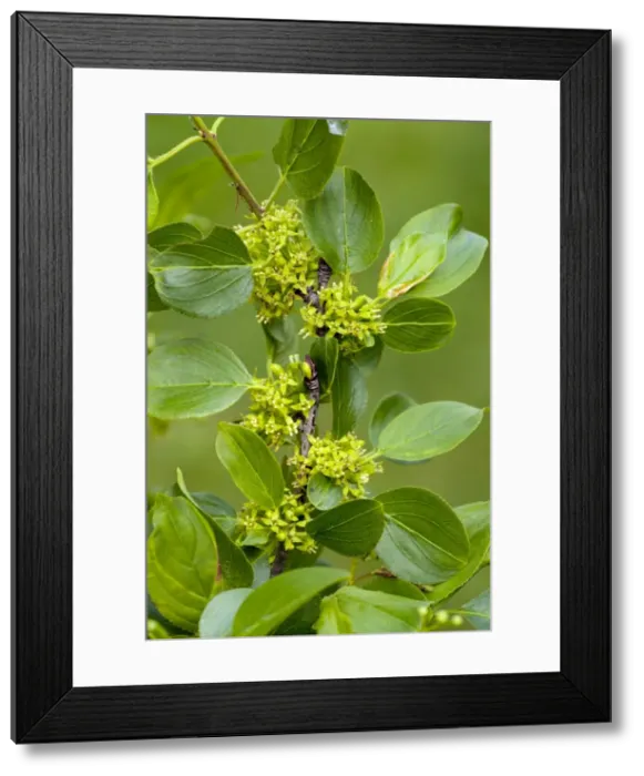 Framed Print : Picture No. 10886797