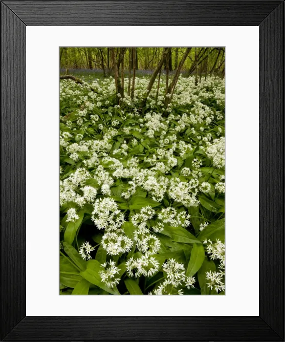 Framed Print : Picture No. 10886788 Framed Print : Picture No. 10886788