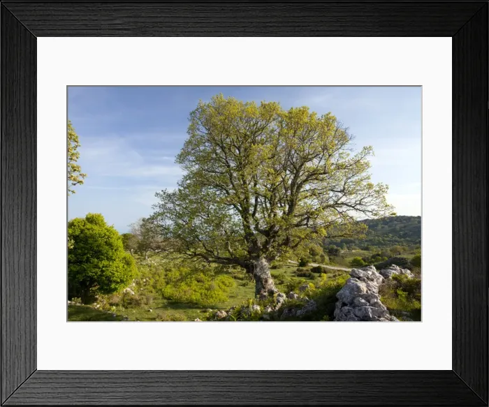 Framed Print : Picture No. 10886790
