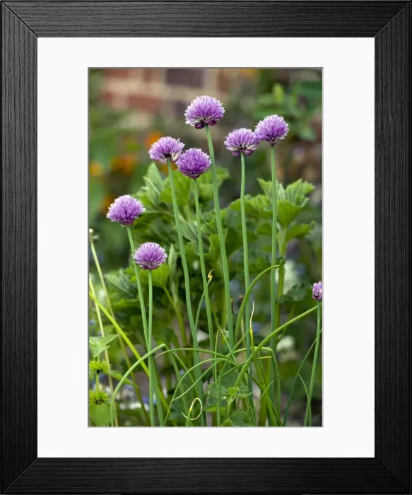 Framed Print : Picture No. 10886799 Framed Print : Picture No. 10886799