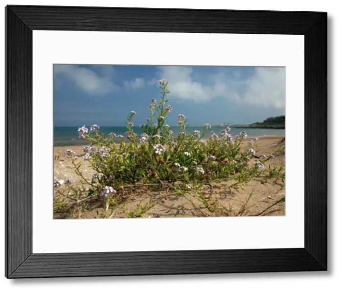 Framed Print : Picture No. 10886803 Framed Print : Picture No. 10886803