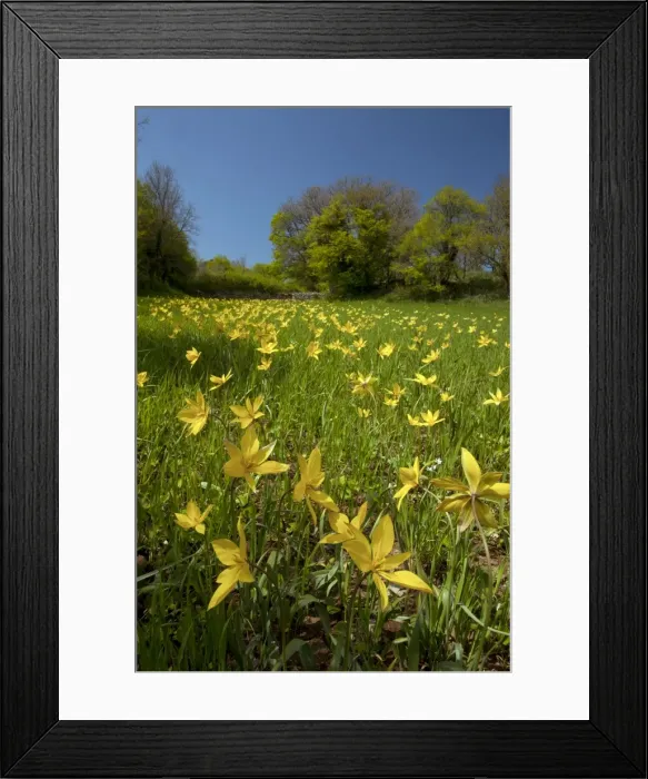 Framed Print : Picture No. 10886802 Framed Print : Picture No. 10886802