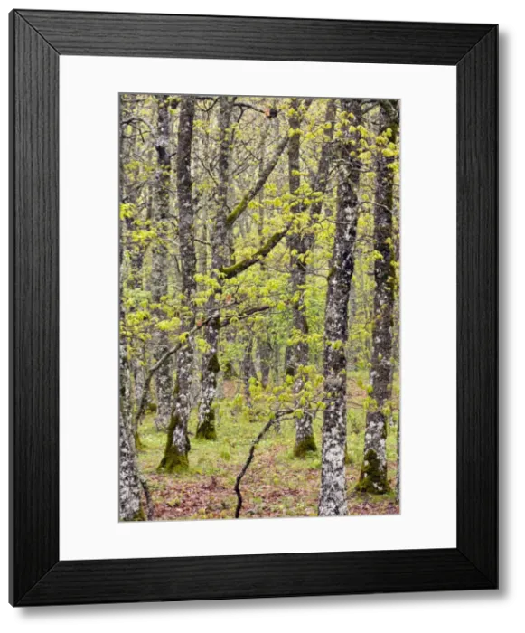 Framed Print : Picture No. 10886795 Framed Print : Picture No. 10886795