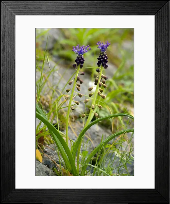 Framed Print : Picture No. 10886800 Framed Print : Picture No. 10886800