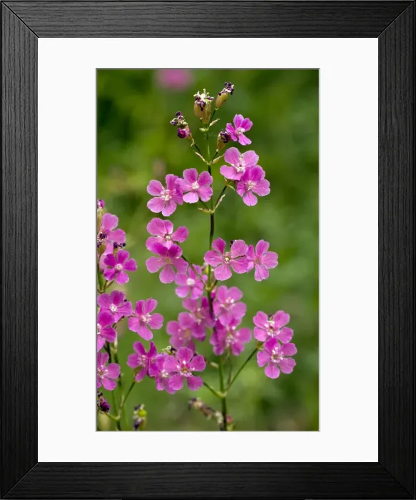 Framed Print : Picture No. 10886806 Framed Print : Picture No. 10886806