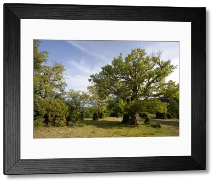 Framed Print : Picture No. 10886804 Framed Print : Picture No. 10886804