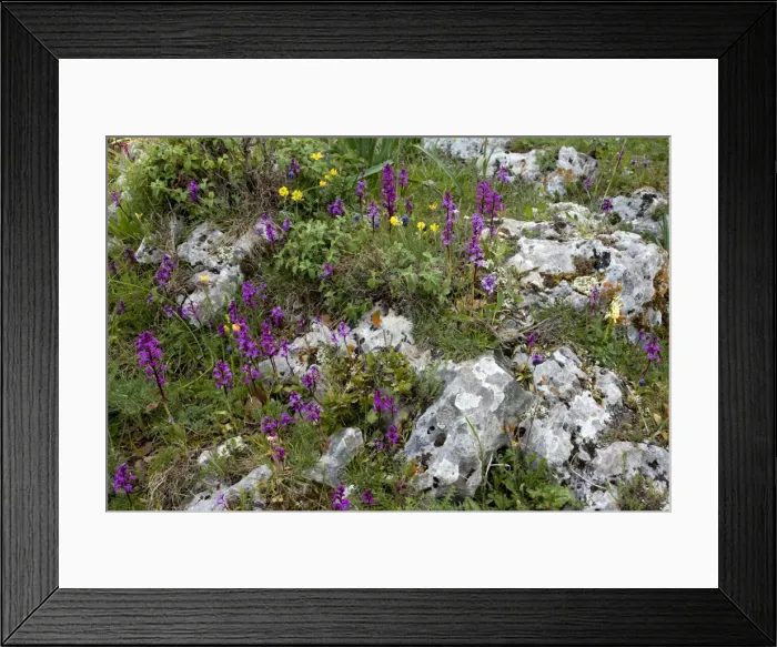 Framed Print : Picture No. 10886801 Framed Print : Picture No. 10886801