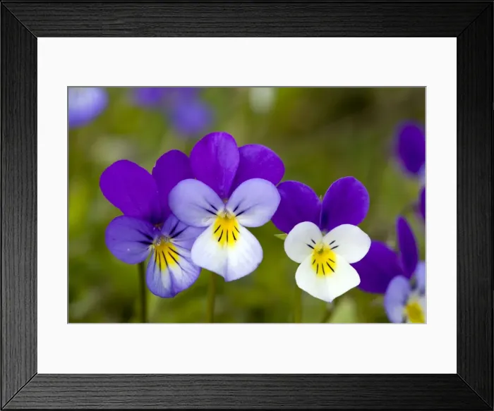 Framed Print : Picture No. 10886808 Framed Print : Picture No. 10886808