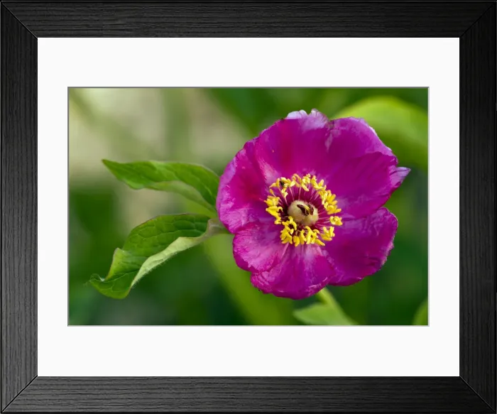 Framed Print : Picture No. 10886805 Framed Print : Picture No. 10886805