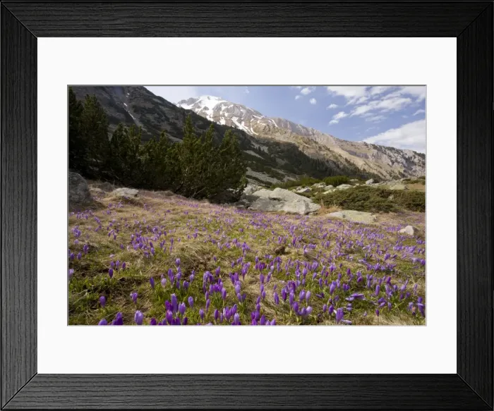 Framed Print : Picture No. 10886812 Framed Print : Picture No. 10886812