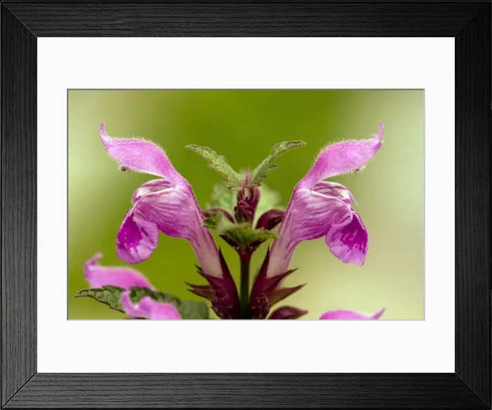Framed Print : Picture No. 10886807